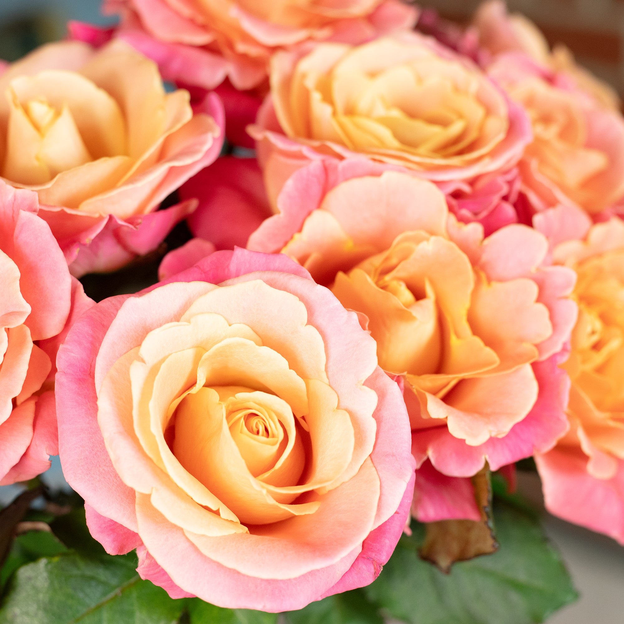 Bouquet 'Miss Elegance' - Length approx. 50 cm - Bouquet of fresh roses