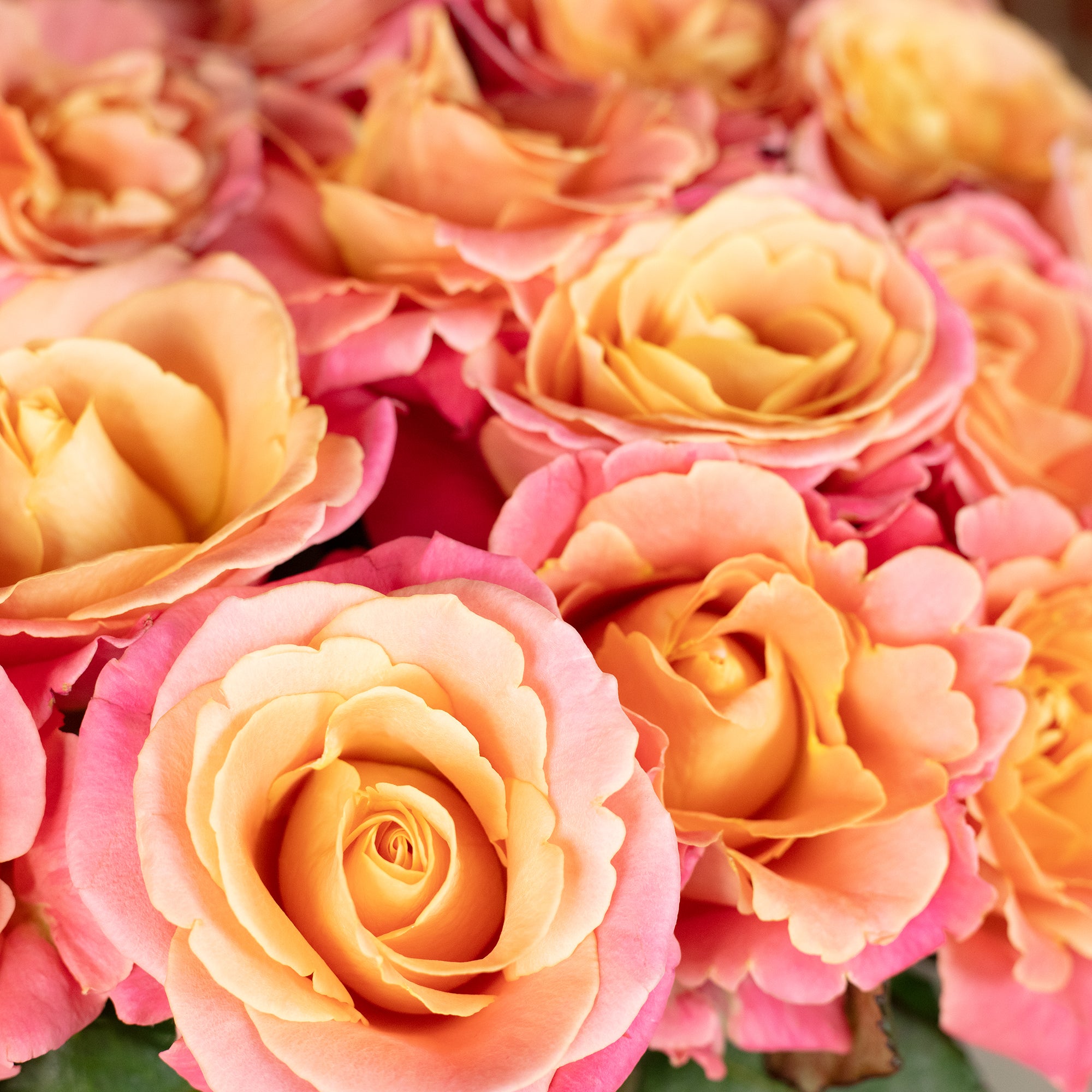 Bouquet 'Miss Elegance' - Length approx. 50 cm - Bouquet of fresh roses