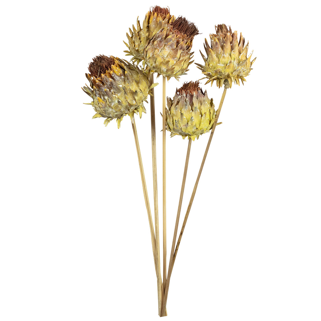 Artichoke on the stem - 5 pieces - natural