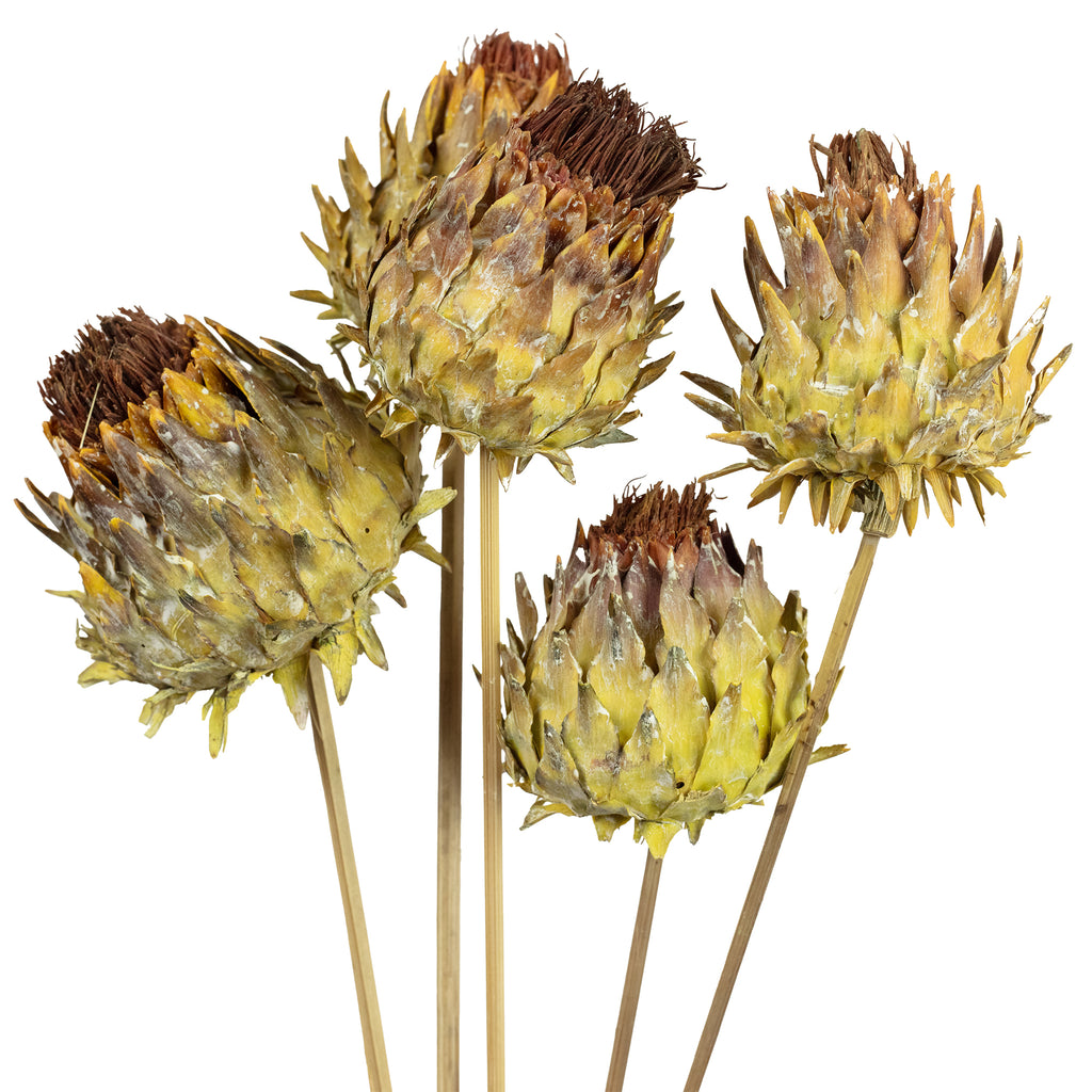 Artichoke on the stem - 5 pieces - natural
