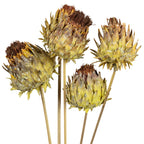 Artichoke on the stem - 5 pieces - natural