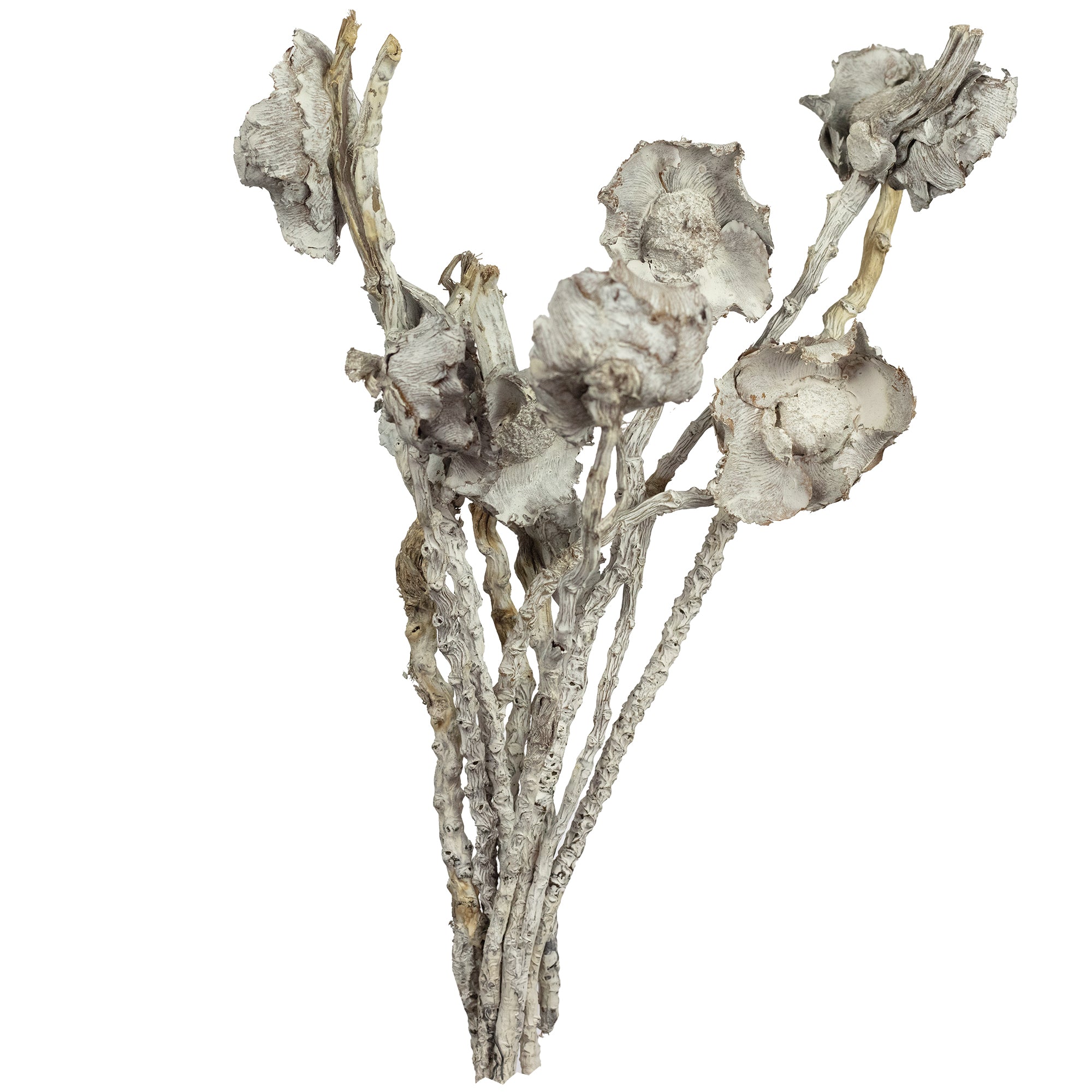 Fleur de coco sur tige - 10 pièces - blanc givré
