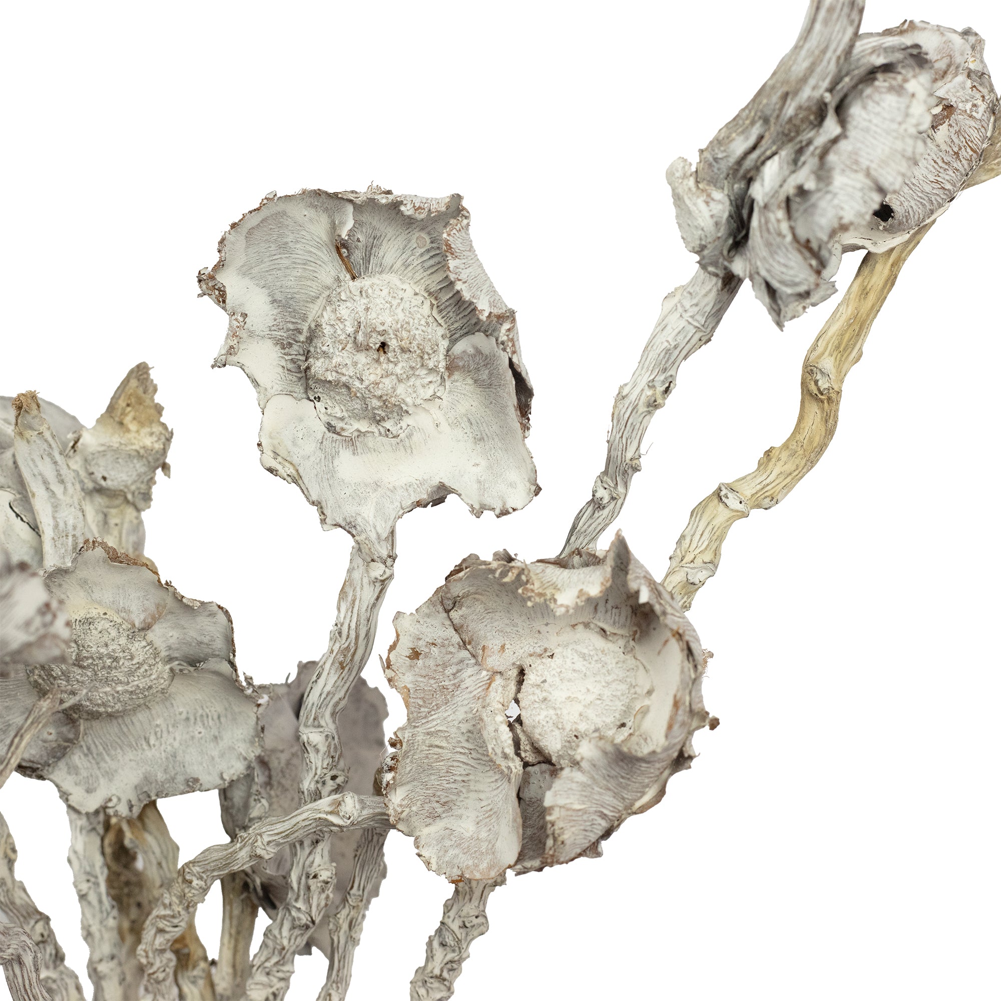 Fleur de coco sur tige - 10 pièces - blanc givré