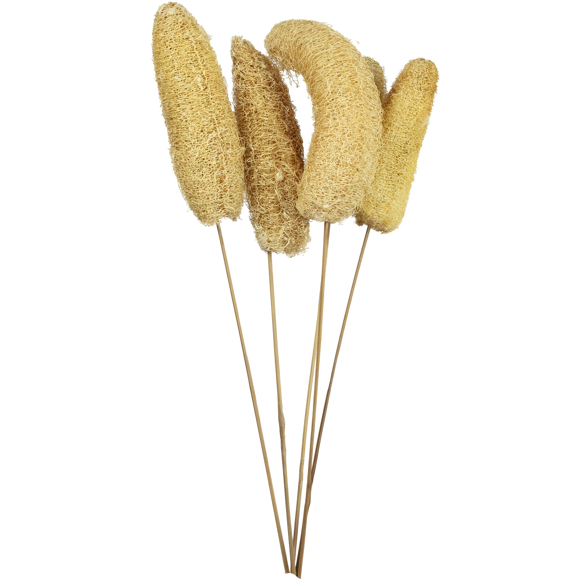 Tête de luffa sur tige - 5 pièces - Poly - naturel