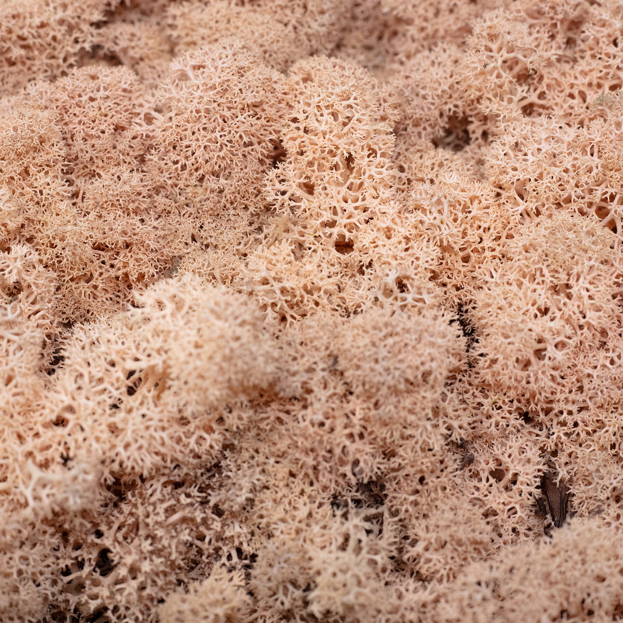 Box of reindeer moss apricot - 500g