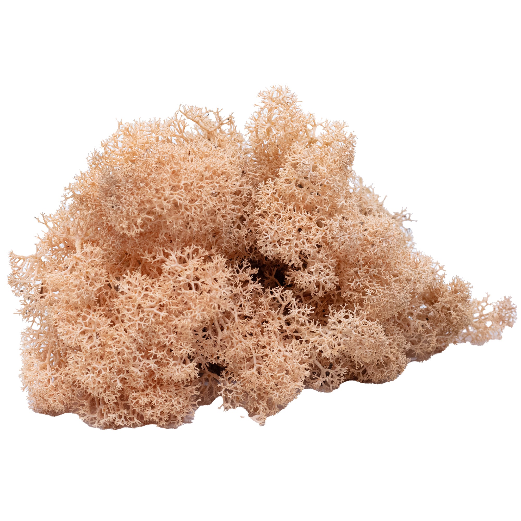 Box of reindeer moss apricot - 500g