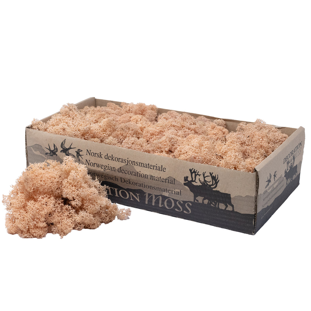 Karton Islandmoos Apricot - 500g
