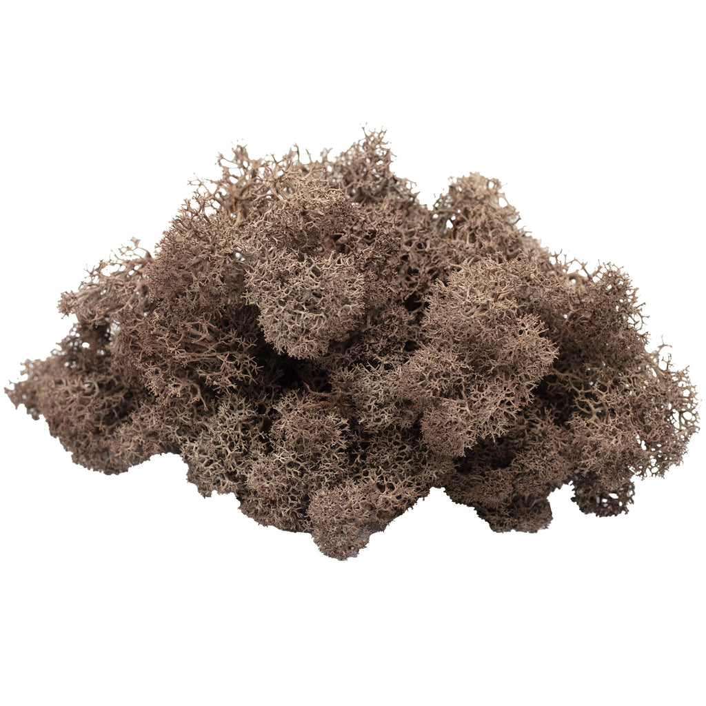 Karton Islandmoos Braun - 500g