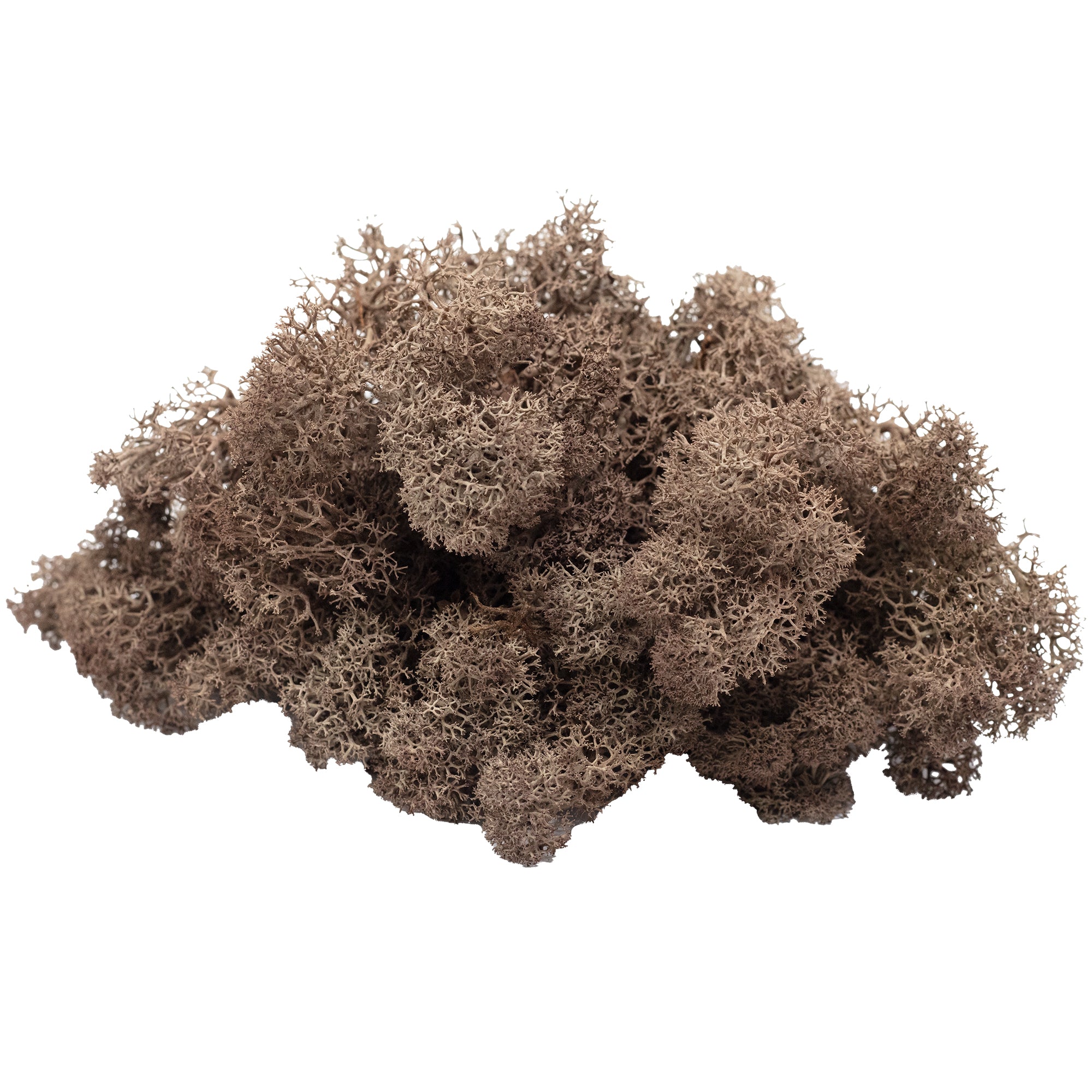 Carton Île Mousse Brun - 500 g