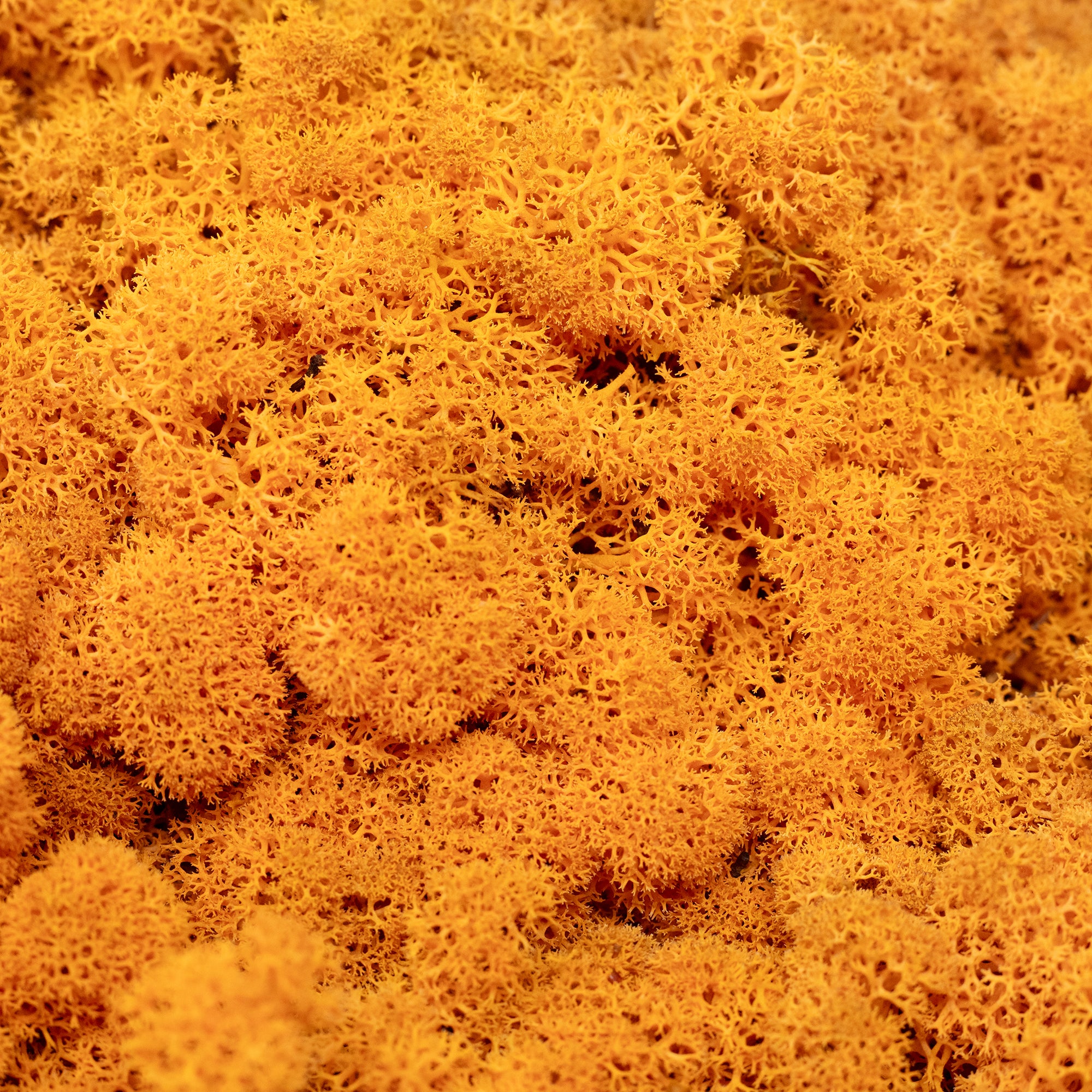 Karton Islandmoos Orange 500g