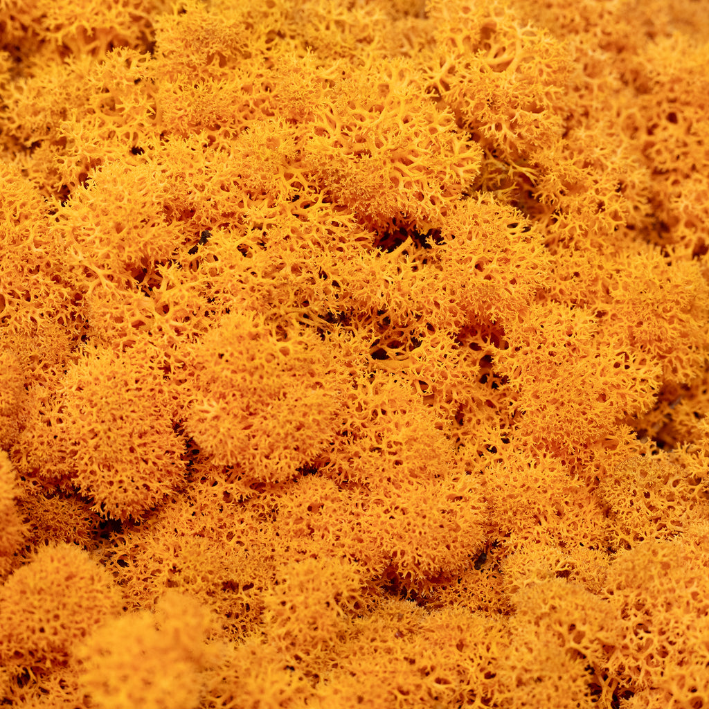 Cardboard Island Moss Orange 500g
