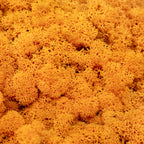 Cardboard Island Moss Orange 500g