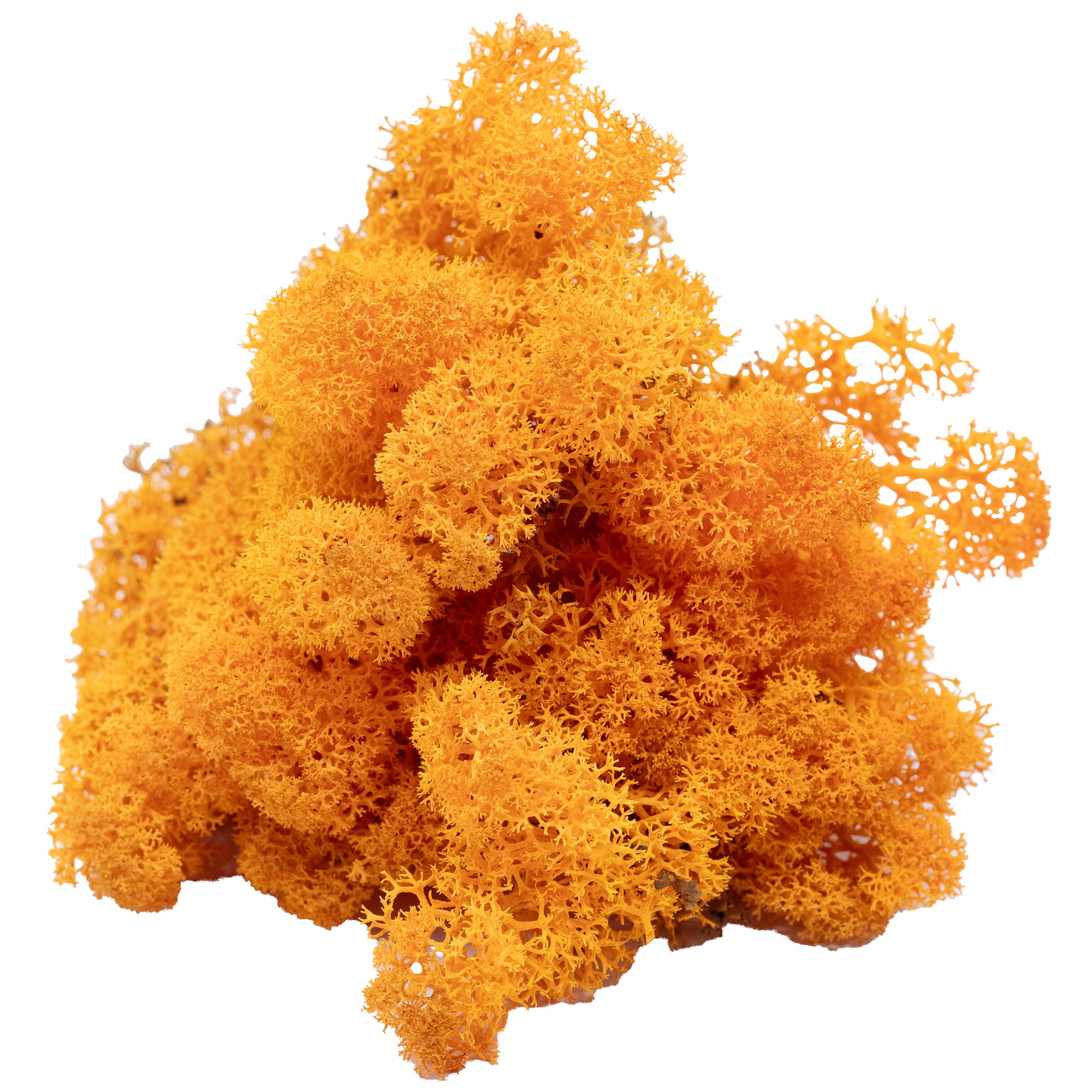 Karton Islandmoos Orange 500g