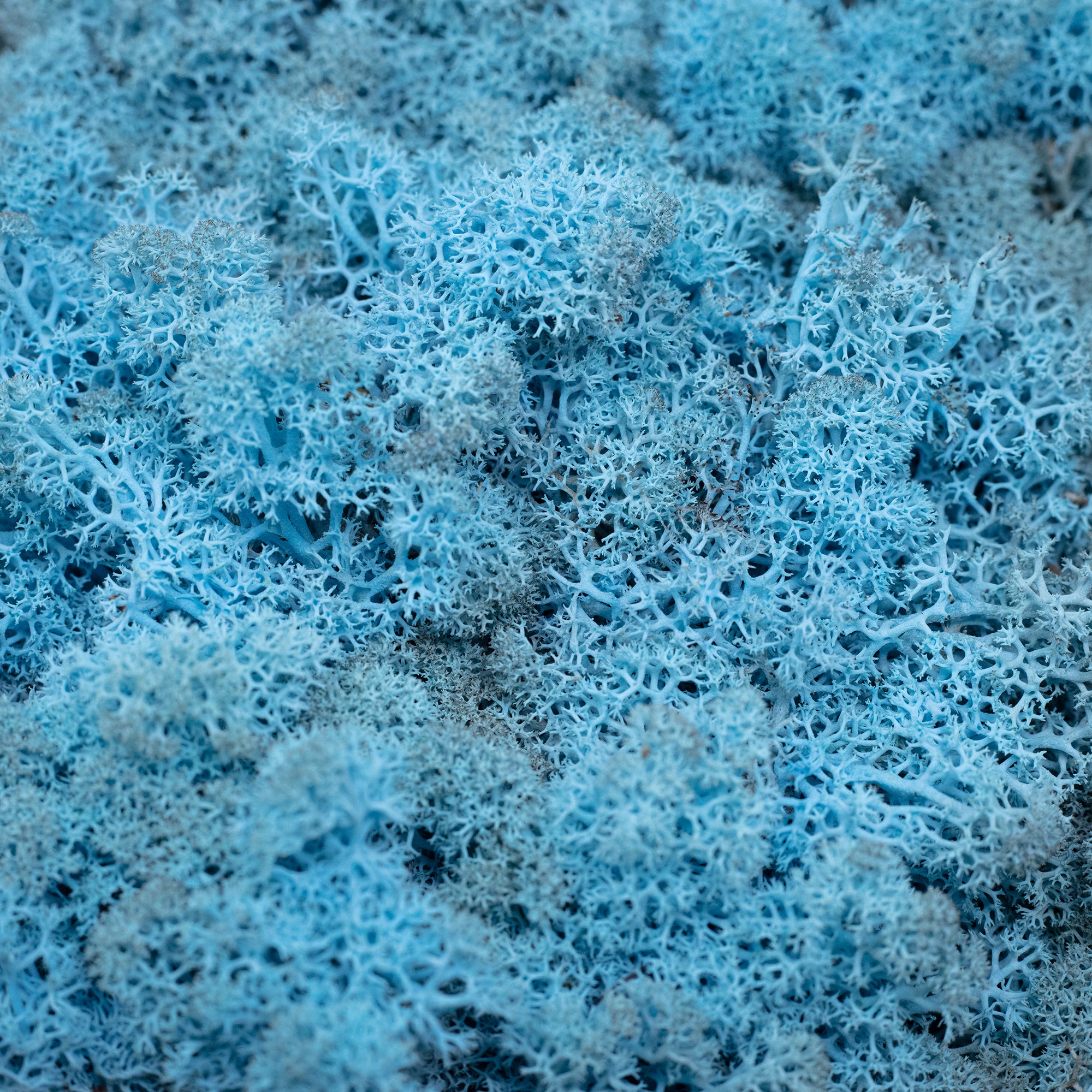 Karton Islandmoos Aquamarin/Hellblau 500g