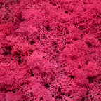 Karton Islandmoos Purpurrot 500g