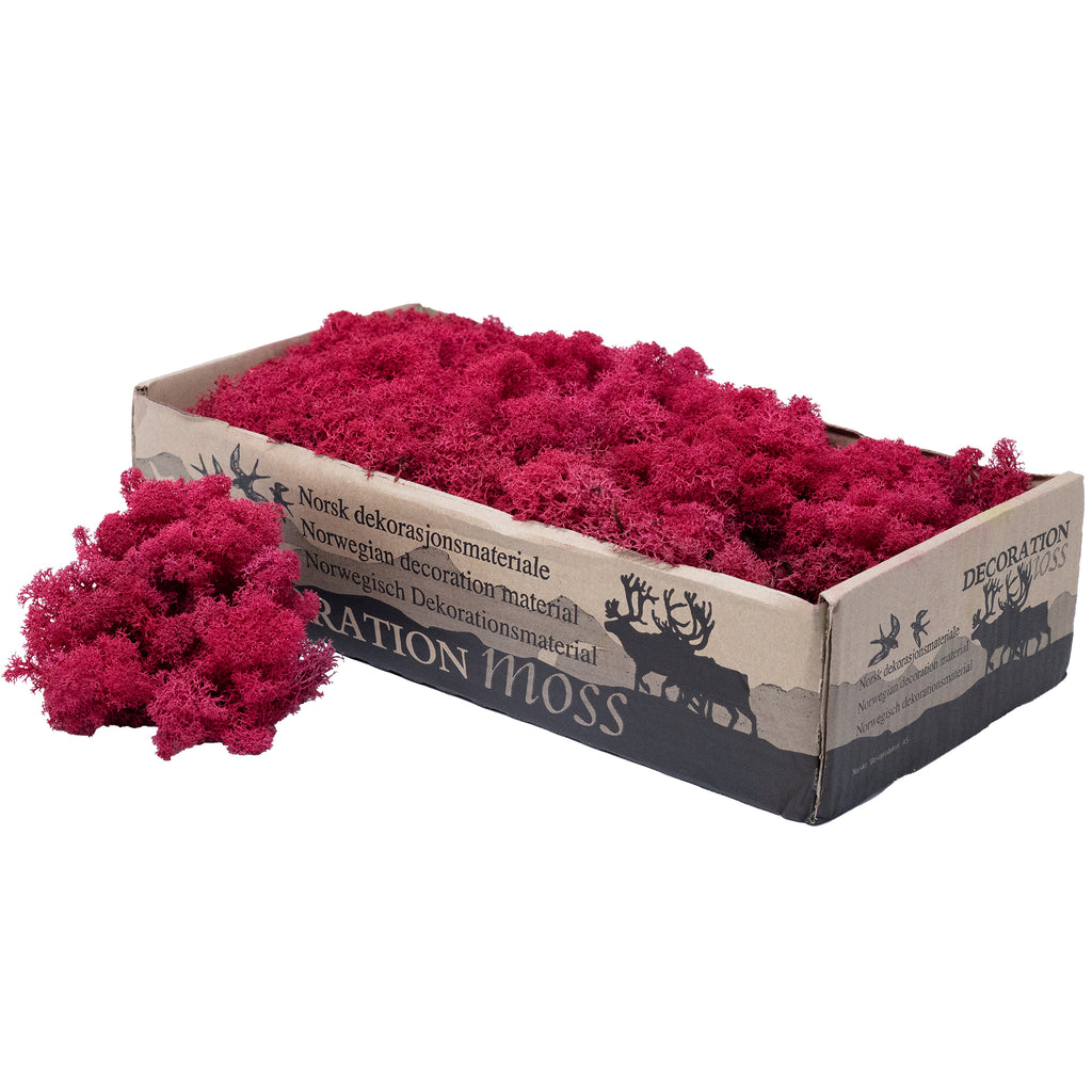 Karton Islandmoos Purpurrot 500g
