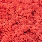 Cardboard Island moss, light red, 500g