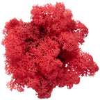Cardboard Island moss, light red, 500g