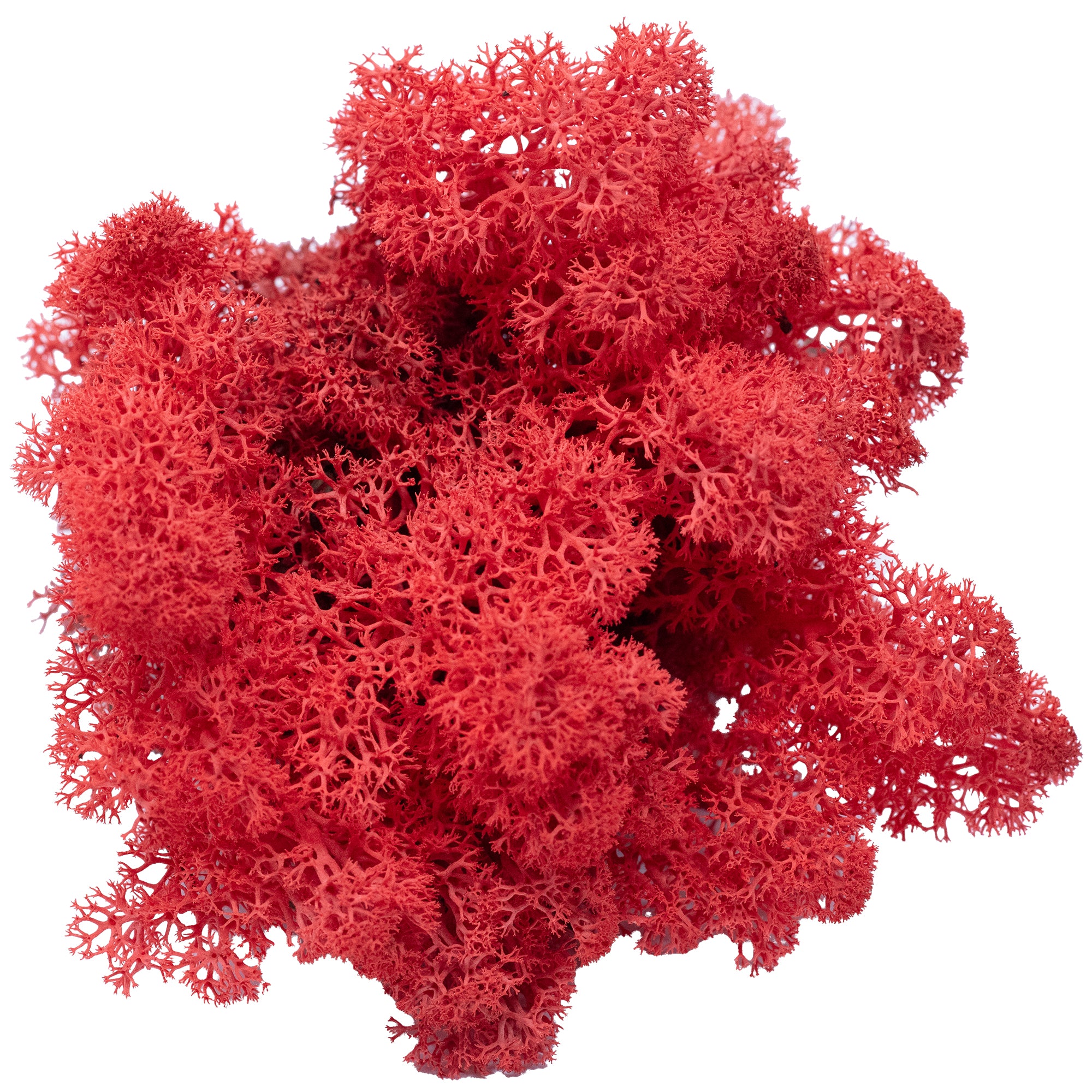 Cardboard Island moss, light red, 500g