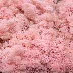 Mousse de Cardboard Island, rose ancienne, 500 g