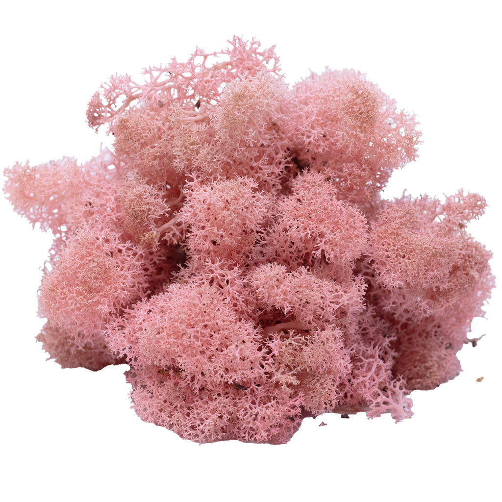 Mousse de Cardboard Island, rose ancienne, 500 g