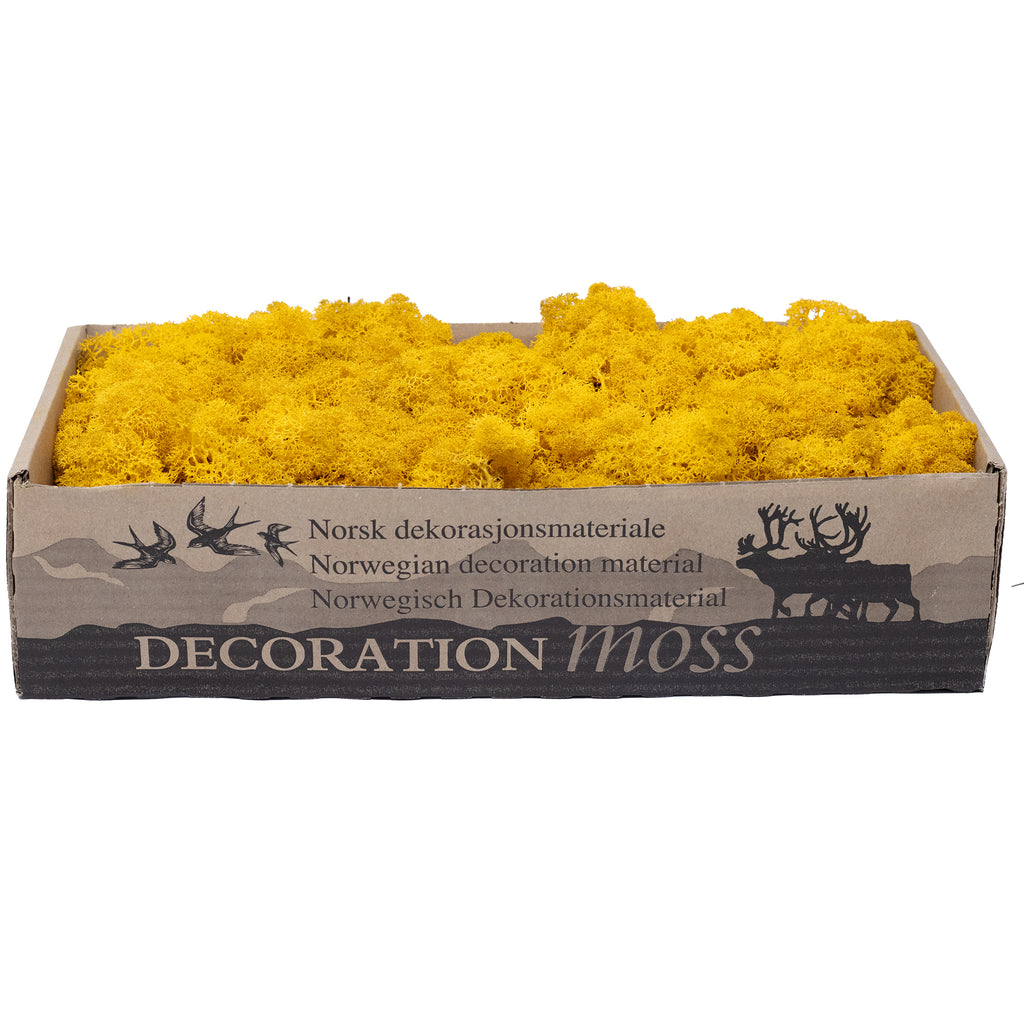 Carton Islande mousse jaune moutarde 500g