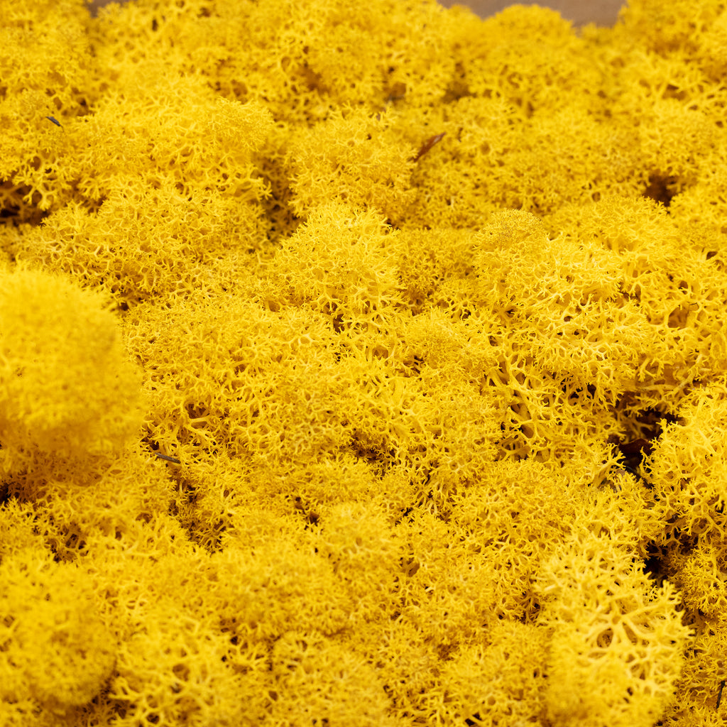 Carton Islande mousse jaune moutarde 500g