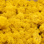 Carton Islande mousse jaune moutarde 500g