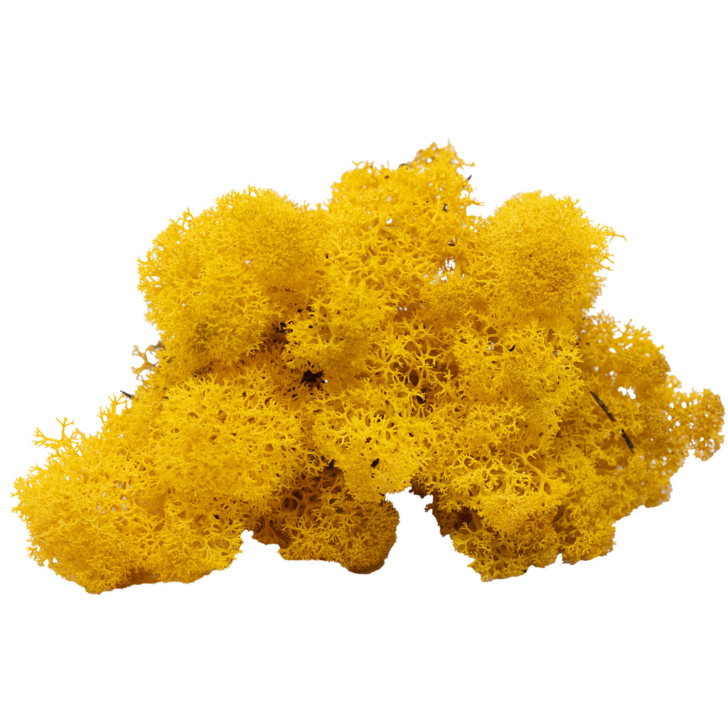 Carton Islande mousse jaune moutarde 500g