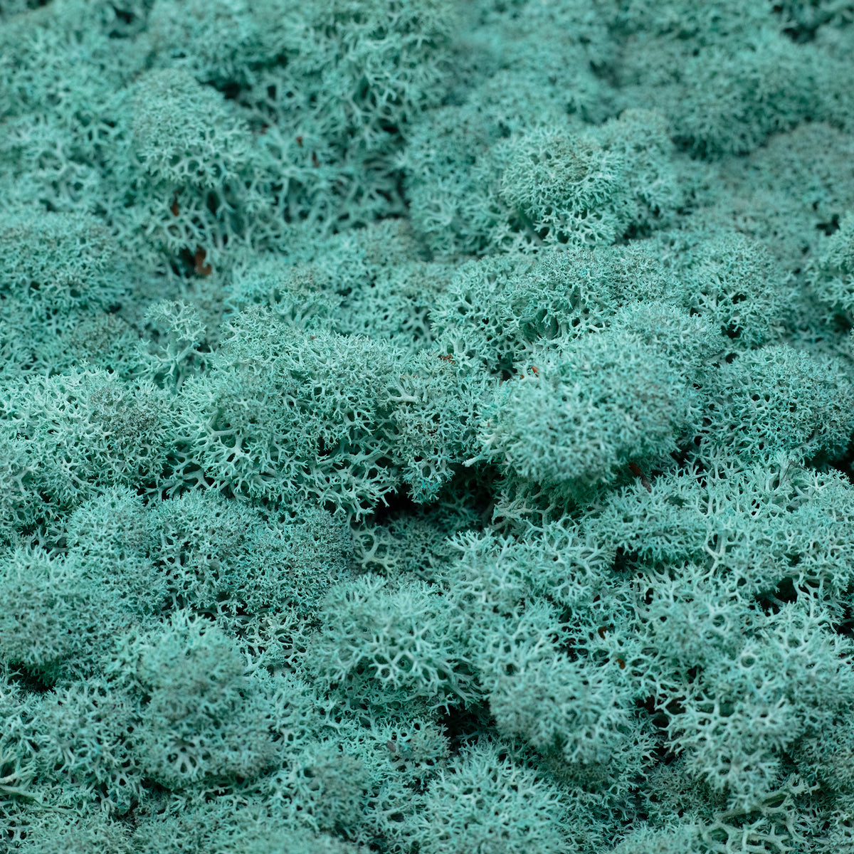 Cardboard Island moss blue-green 500g