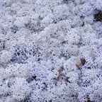 Karton Islandmoos Lavendel 500g