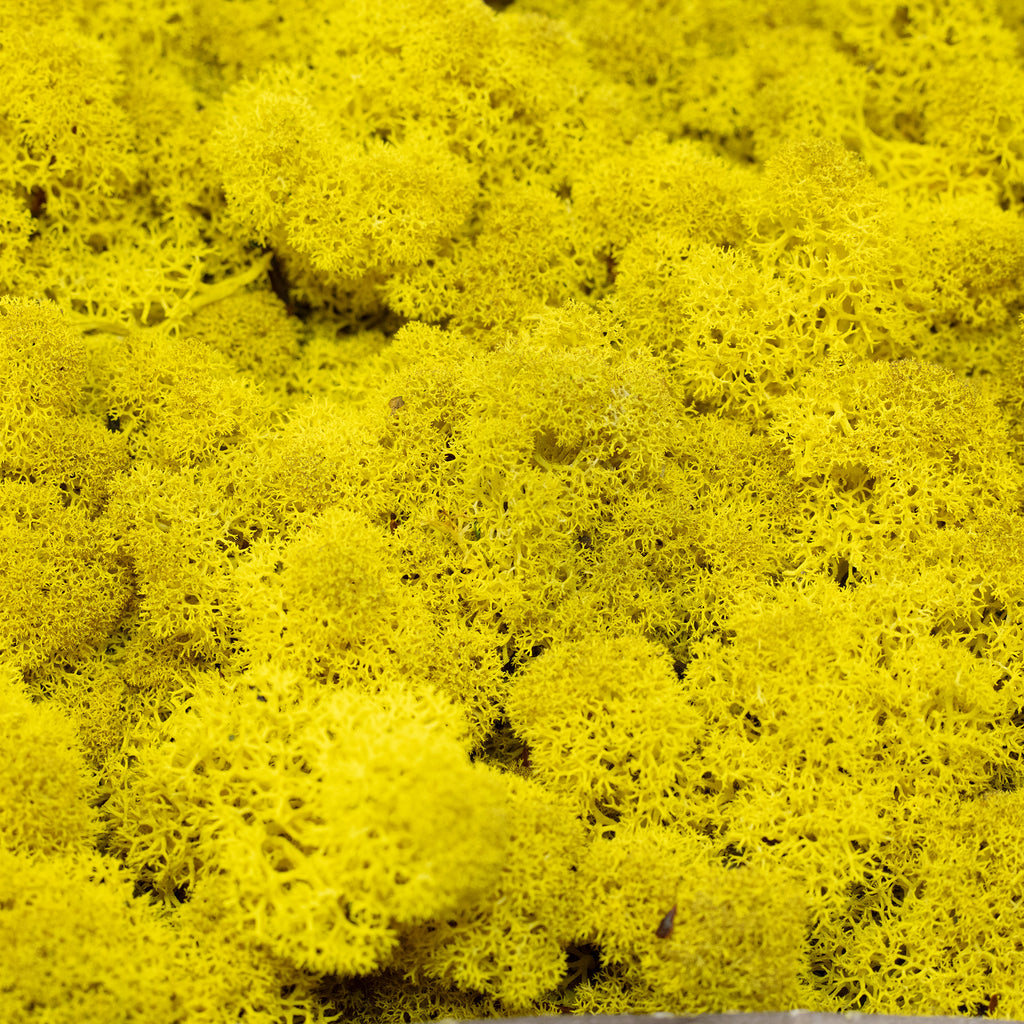 Cardboard Island moss lemon yellow 500g
