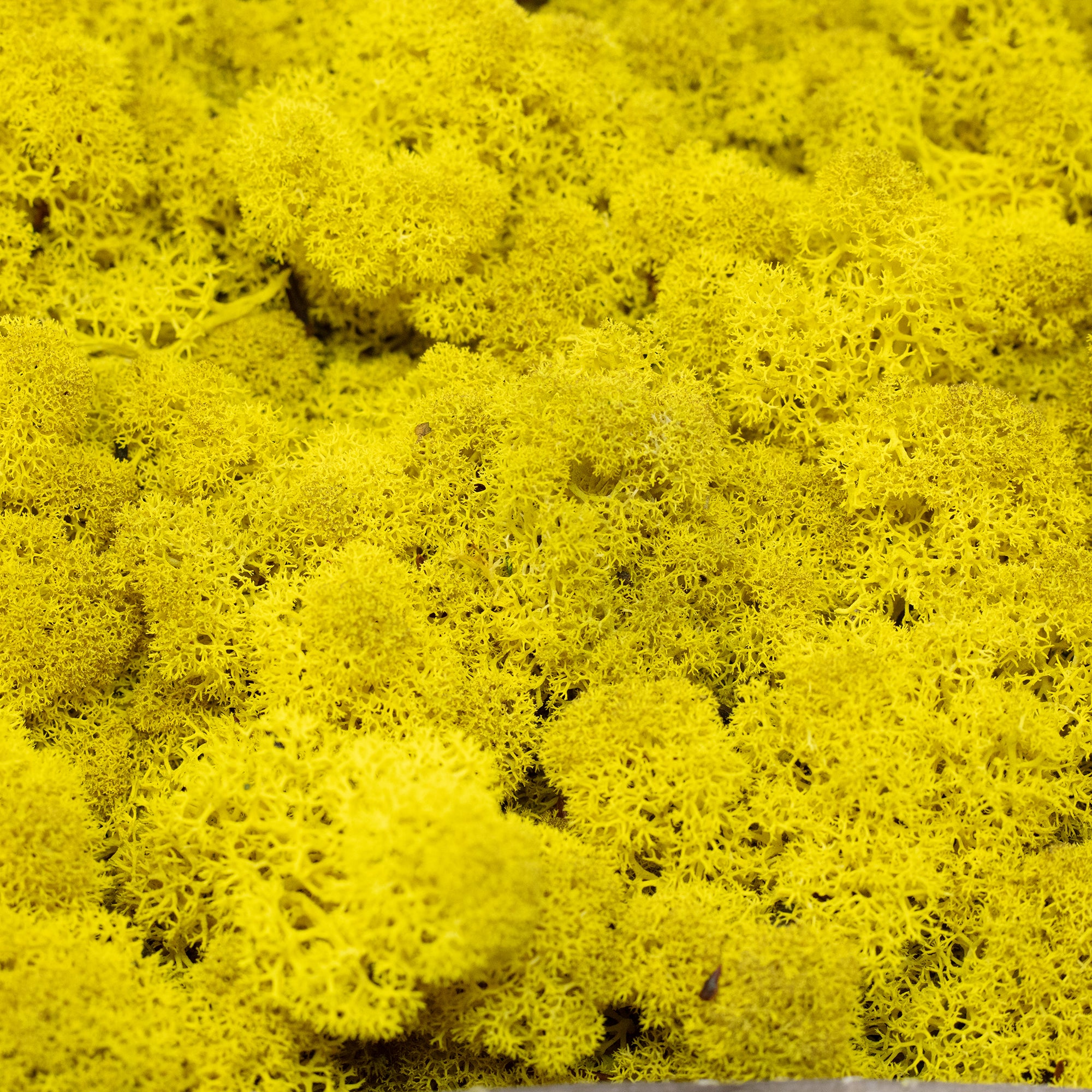 Cardboard Island moss lemon yellow 500g