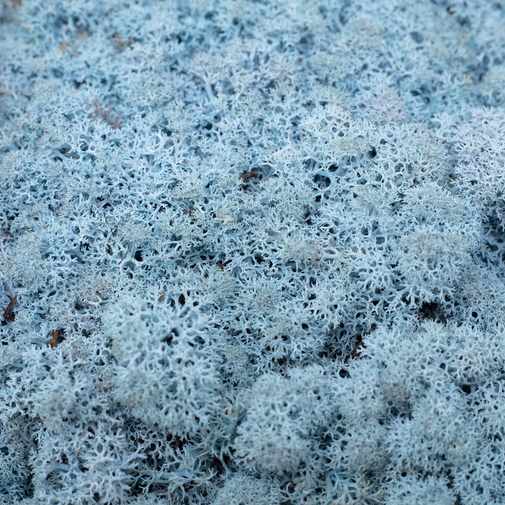 Cardboard Island moss ice blue 500g