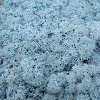 Cardboard Island moss ice blue 500g