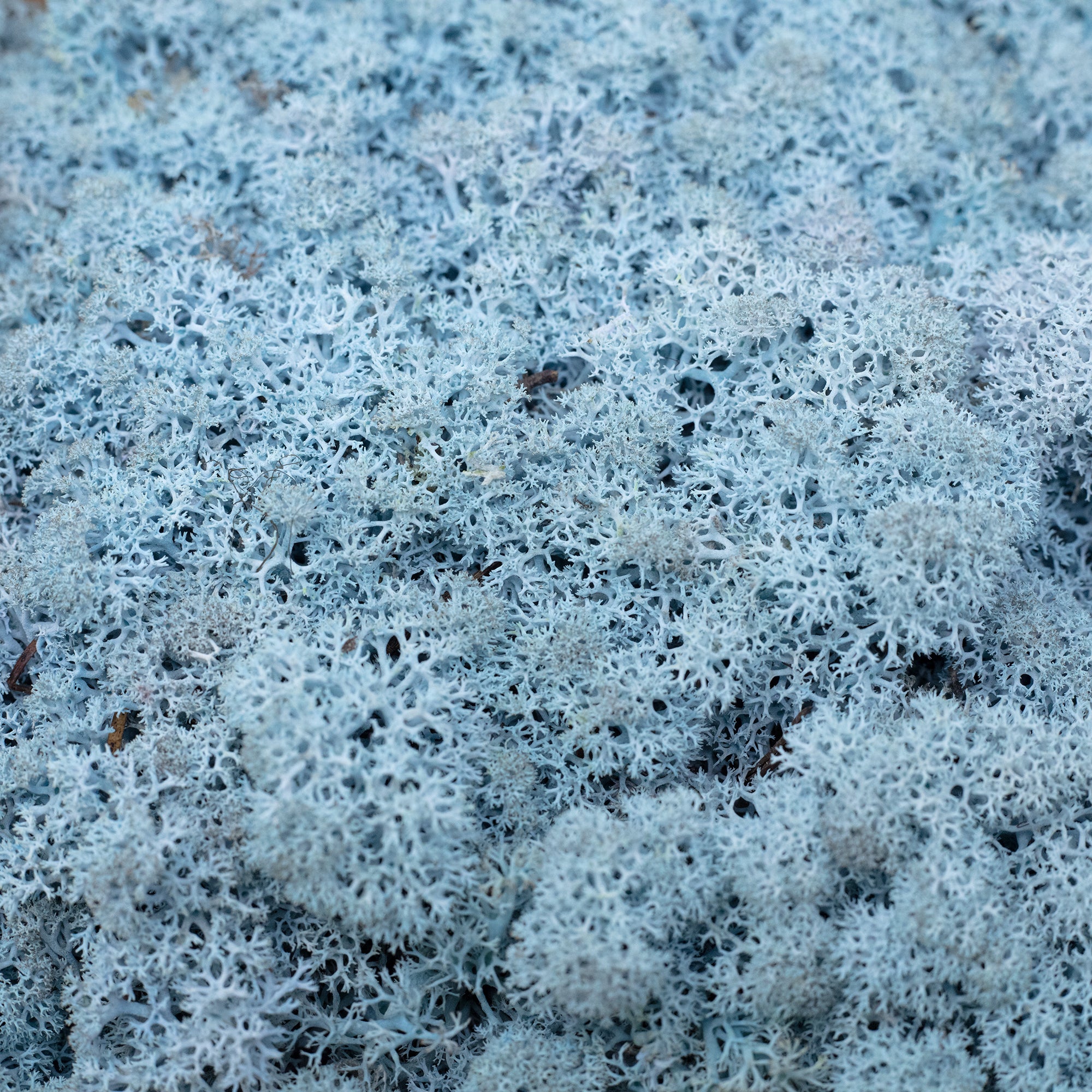 Cardboard Island moss ice blue 500g