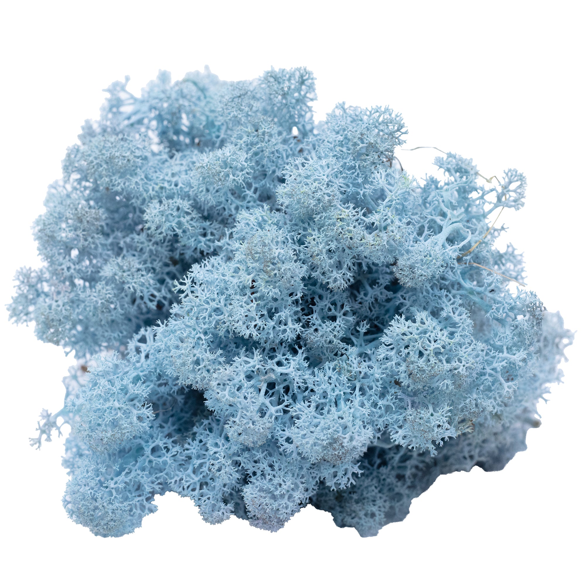 Cardboard Island moss ice blue 500g