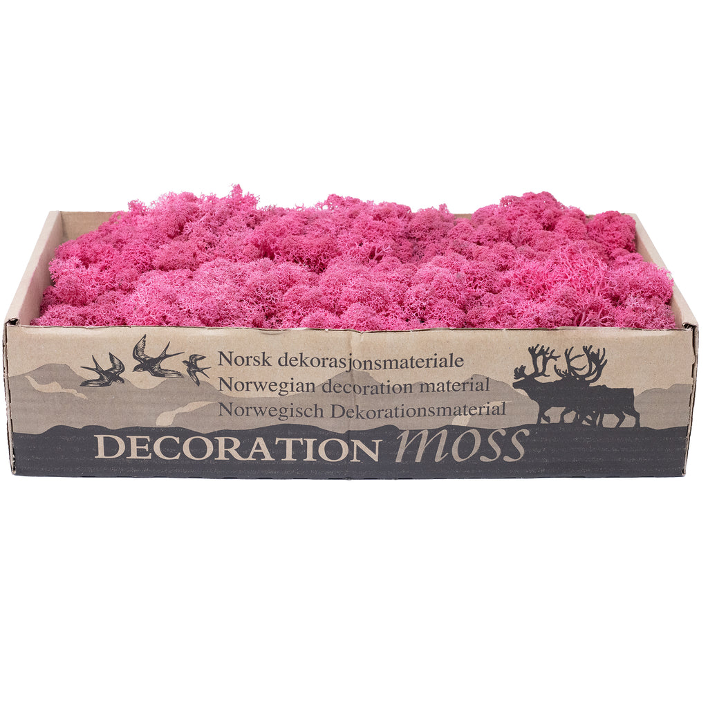 Karton Islandmoos Fuchsia 500g