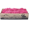 Karton Islandmoos Fuchsia 500g