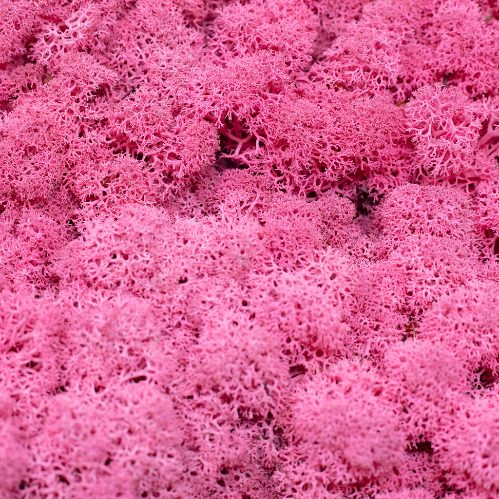 Karton Islandmoos Fuchsia 500g
