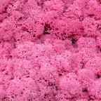 Karton Islandmoos Fuchsia 500g