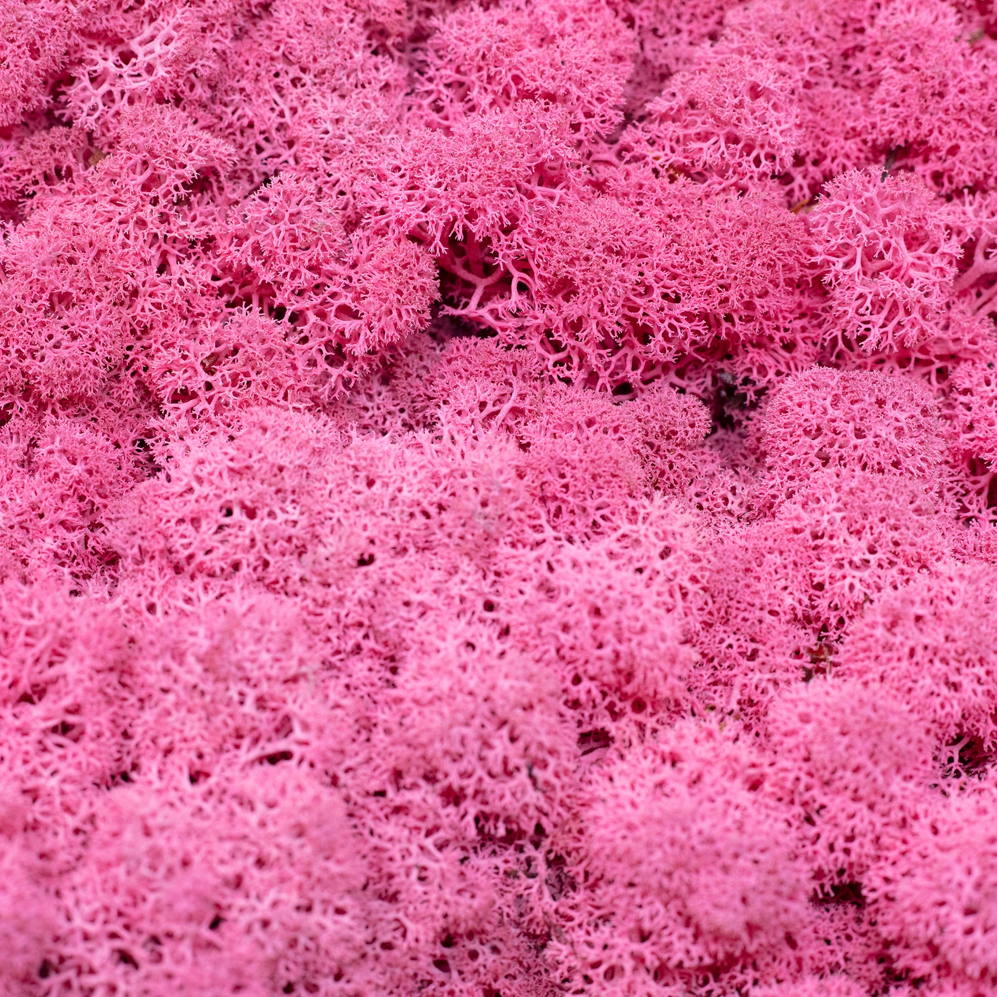 Karton Islandmoos Fuchsia 500g