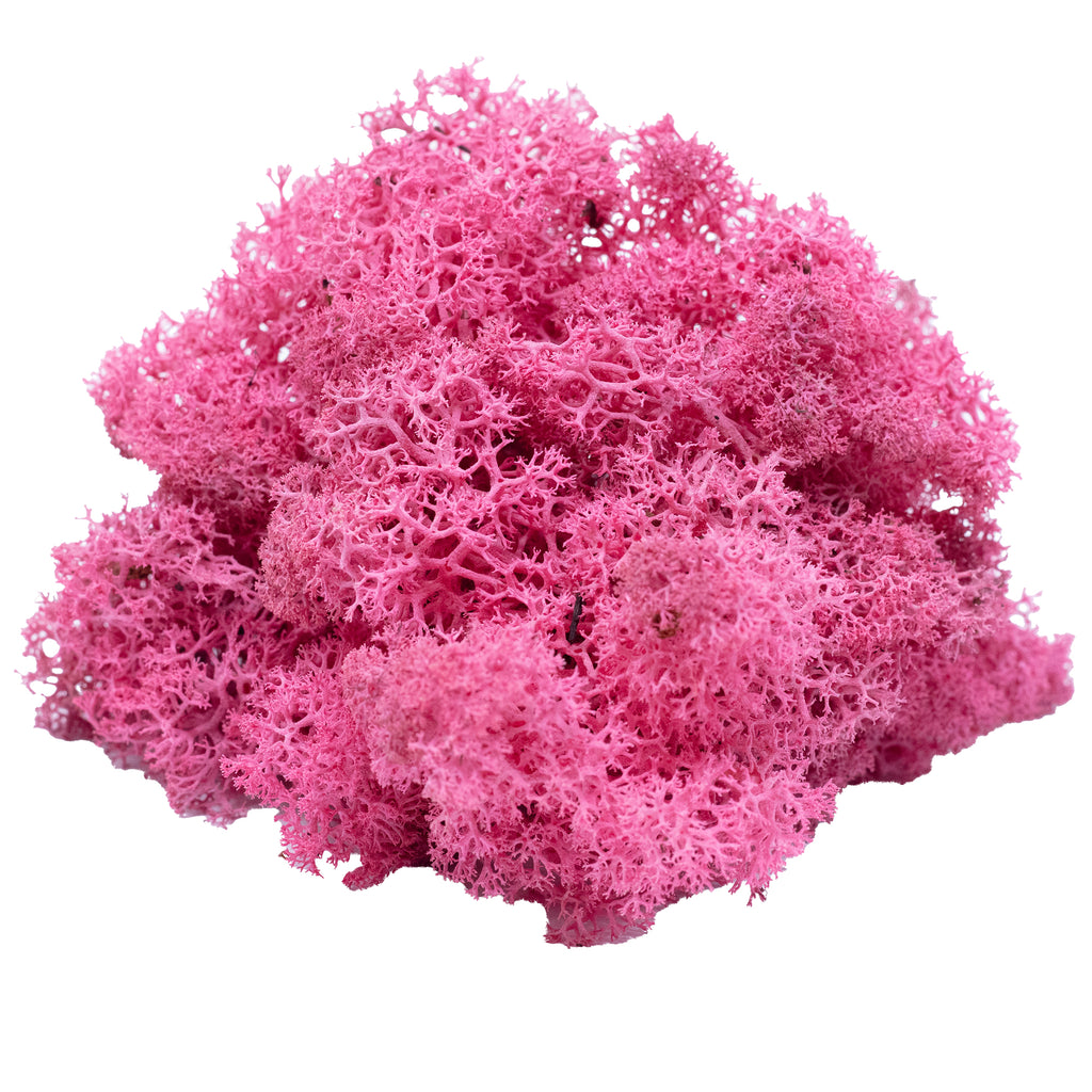 Karton Islandmoos Fuchsia 500g