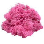 Karton Islandmoos Fuchsia 500g