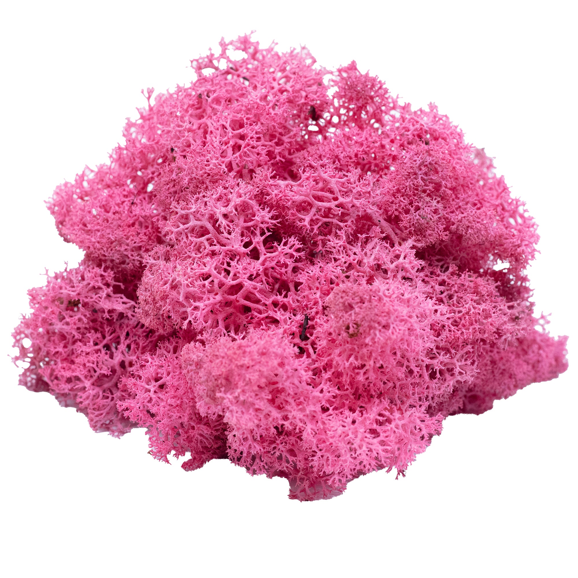 Karton Islandmoos Fuchsia 500g