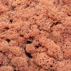 Box of reindeer moss mango-orange 500g