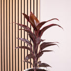 Keulenlilie - Cordyline 'Rumba' - Höhe ca. 40 cm, Topf-Ø 12 cm