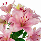 Blumenstrauß 'Lily Grace' - Länge ca. 40-50 cm - Strauß frischer Lilien