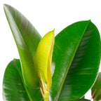 Gummibaum verzweigt - Ficus elastica 'Robusta' - Höhe ca. 50 cm, Topf-Ø 17 cm