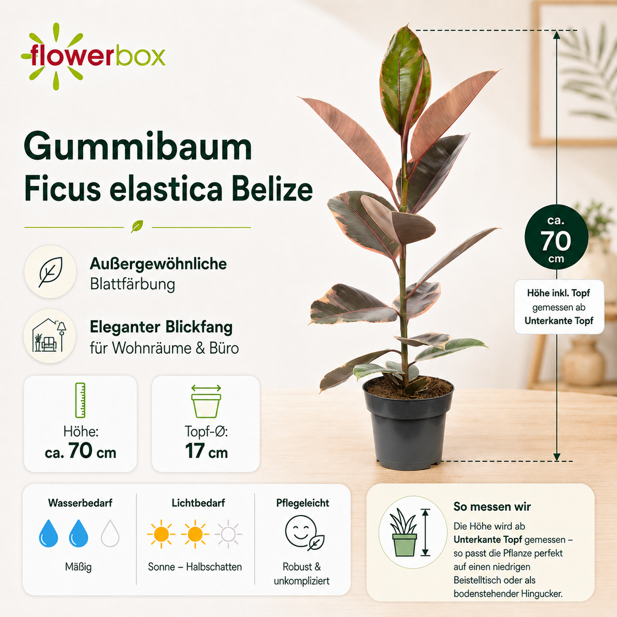 Gummibaum - Ficus elastica 'Belize' - Höhe ca. 70 cm, Topf-Ø 17 cm